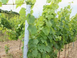 Vinohradnícky stĺpik radový, rozmer 50x30/1,5, dĺžka 2,5m